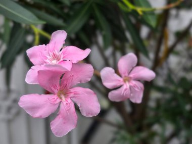 Pembe Nerium zakkum çiçeklerinin yakın plan yeşil yapraklı. Yapraklara ve doğal detaylara odaklan..