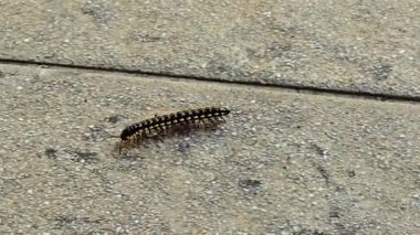 Açık hava yüzeyinde sarı lekeleri olan siyah bir kırkayak. Bu eklembacaklı genellikle nemli ortamlarda bulunur.