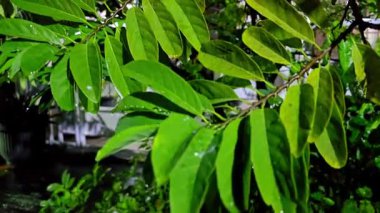Srikaya ağacından taze yeşil yapraklar (Annona squamosa), tropikal bir bahçedeki doğal ışıkla aydınlatılan su damlacıklarıyla.