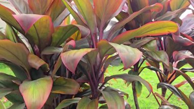 Canlı yeşil, kırmızı ve mor yaprakları olan tropik bir Cordyline Fruticosa bitkisi. Yeşillik bir bahçe ortamında göze çarpıyor, egzotik bir dokunuş ekliyor.