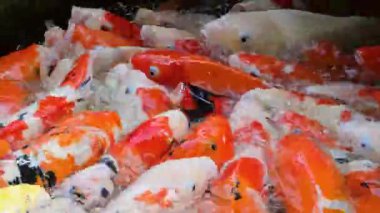 Renkli koi balıkları temiz bir gölette yiyecek bulmak için çırpınırlar, enerjik sıçramalar, dalgalanmalar ve yüksek çözünürlüklü 8K video ile yakalanan canlı hareketler yaratırlar.