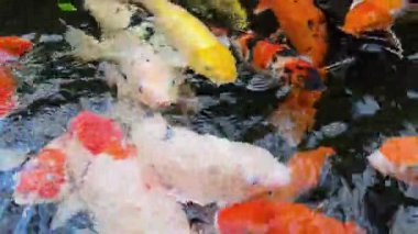 Renkli koi balıkları temiz bir gölette yiyecek bulmak için çırpınırlar, enerjik sıçramalar, dalgalanmalar ve yüksek çözünürlüklü 8K video ile yakalanan canlı hareketler yaratırlar.