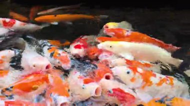Renkli koi balıkları temiz bir gölette yiyecek bulmak için çırpınırlar, enerjik sıçramalar, dalgalanmalar ve yüksek çözünürlüklü 8K video ile yakalanan canlı hareketler yaratırlar.
