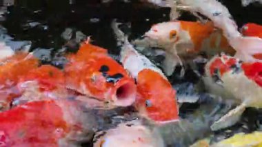 Renkli koi balıkları temiz bir gölette yiyecek bulmak için çırpınırlar, enerjik sıçramalar, dalgalanmalar ve yüksek çözünürlüklü 8K video ile yakalanan canlı hareketler yaratırlar.