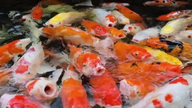 Renkli koi balıklarının açık bir havuzda yiyecek için yarışırken çekilmiş yavaş çekim görüntüleri, enerjik sıçramalar ve dalgalanmalar yaratıyor. Çarpıcı 4K çözünürlükte yakalandı