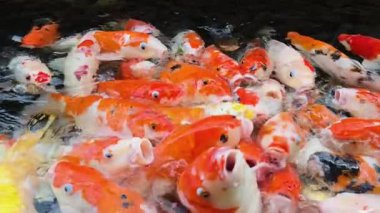 Renkli koi balıklarının açık bir havuzda yiyecek için yarışırken çekilmiş yavaş çekim görüntüleri, enerjik sıçramalar ve dalgalanmalar yaratıyor. Çarpıcı 4K çözünürlükte yakalandı