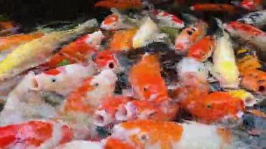 Renkli koi balıkları temiz bir gölette yemek için yarışır, enerjik sıçramalar ve dalgalanmalar yaratır. 4K ultra yüksek çözünürlükte canlı bir detay ve hareket yakaladı