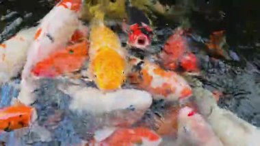 Renkli koi balıkları temiz bir gölette yemek için yarışır, enerjik sıçramalar ve dalgalanmalar yaratır. 4K ultra yüksek çözünürlükte canlı bir detay ve hareket yakaladı