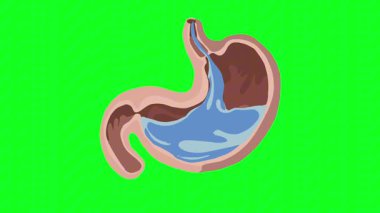 İnsan Midesiz Döngü Animasyon Görüntüsü - Sindirim Süreci Görselleştirme