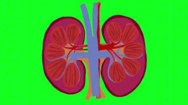 İnsan Böbrekleri Kusursuz Döngüsüz Animasyon Görüntüsü - İdrar Sistemi Anatomisi