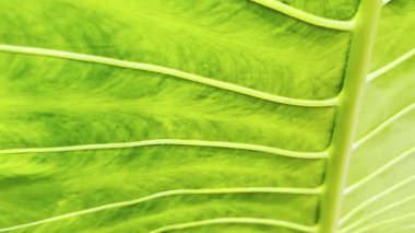 Yeşil yaprağın arkaplanı