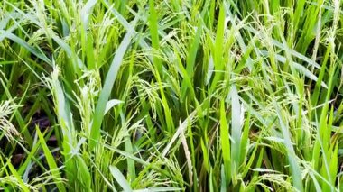 pirinç alan yeşil pirinç.