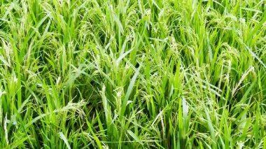 Yeşil pirinç bitkisi ve çeltik tarlası geçmişi. pirinç tarlası.