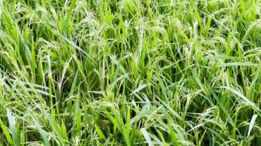 Yakın çekim - güzel yeşil bitkilerin arkaplan çekimi