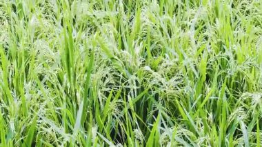 Yakın çekim - pirinç bitkileri