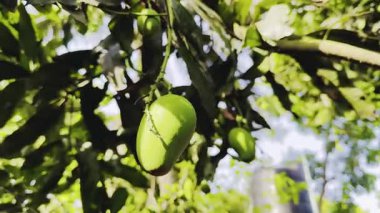 Yakından - Bahçedeki ağaçtaki güzel yeşil mango meyvelerinin manzarası