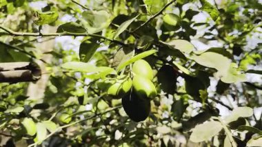 Ağaç dallarındaki yeşil zeytinleri kaplayın