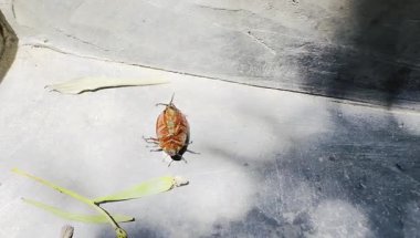 Sahilde ölü balık, yakın çekim.