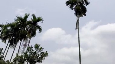 Ormanda yeşil ağaçlar, bitki örtüsü ve bitki örtüsü