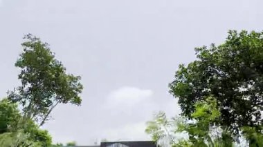 Ağaç dalları yeşil yaprakları ve mavi gökyüzü ile