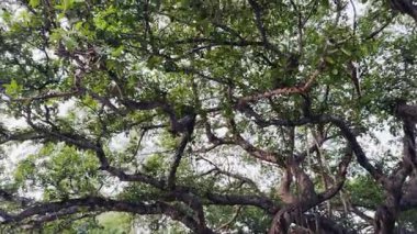 Ağaç dalları, bitki örtüsü.