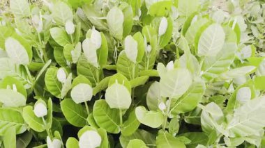 bir bitkinin yeşil yaprakları