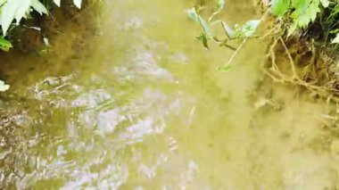 Orman deresinde dere