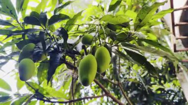 Ağaçtaki yeşil yapraklar