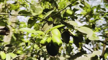 yeşil yapraklar, bitkiler ve yapraklar