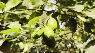 pazarda yeşil zeytin