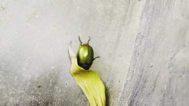 Yapraktaki salyangoz