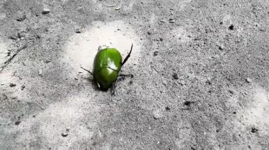 Yeşil yaprağın yakın plan çekimi.