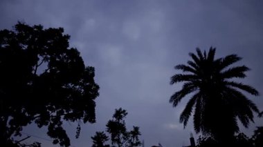 Koyu arkaplanda palmiye ağacının silüeti