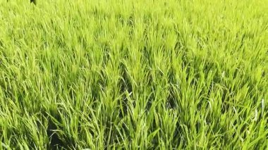 Bahçedeki yeşil çimenler