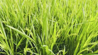 Pirinç alanı kapatın