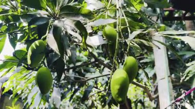 Bahçede taze meyve ve sebze dolaştırılır..