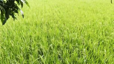 Sabah yeşil pirinç tarlası