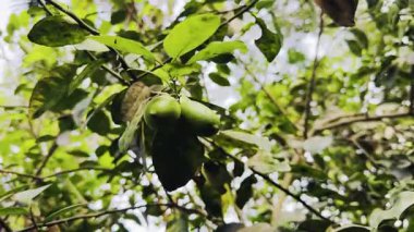 Ağaçtaki yeşil yapraklar