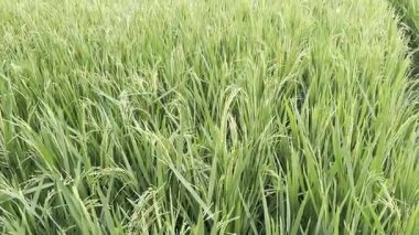 Ormanda yeşil çimenler