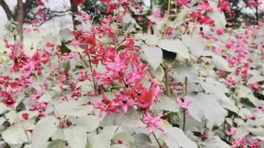 Bahçedeki güzel çiçekler