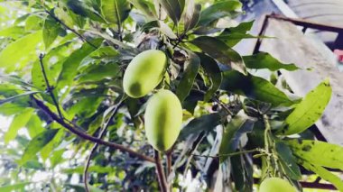 Bahçedeki bir ağacın yeşil yaprakları