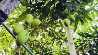 Bahçede yeşil papaya meyvesi.