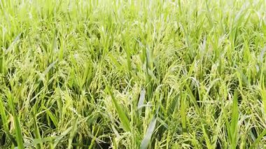 pirinç tarlaları bol buğdaylı.