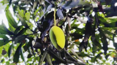 Bahçede yeşil yapraklar