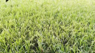 Yeşil çimenli pirinç tarlası
