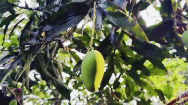 Bahçedeki yeşil papaya