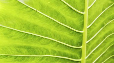 yakın - yeşil yaprak dokusu