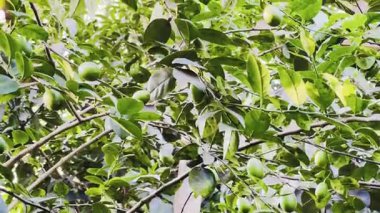 Bahçede yeşil yapraklar