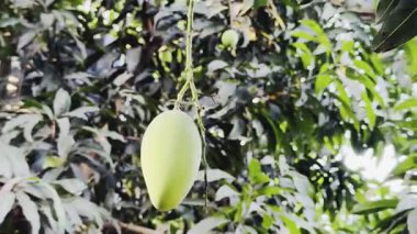 Yeşil Mango bahçedeki ağaç üzerinde