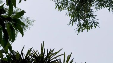 Ormanın güzel manzarası